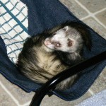An incredibly cute ferret